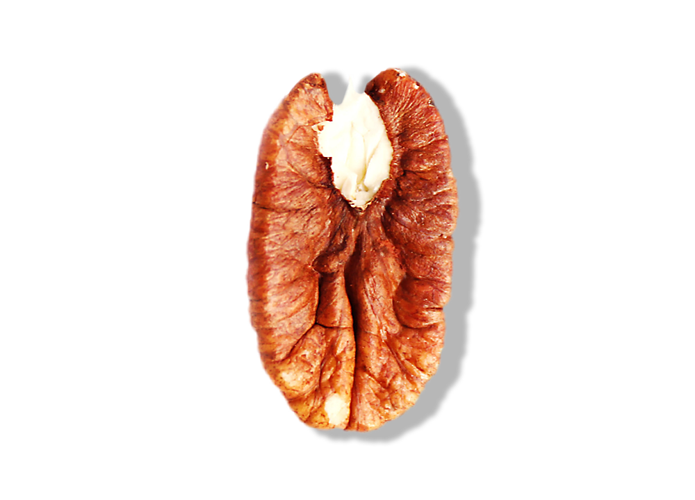 Pecan