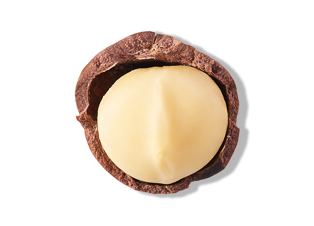 Macadamia