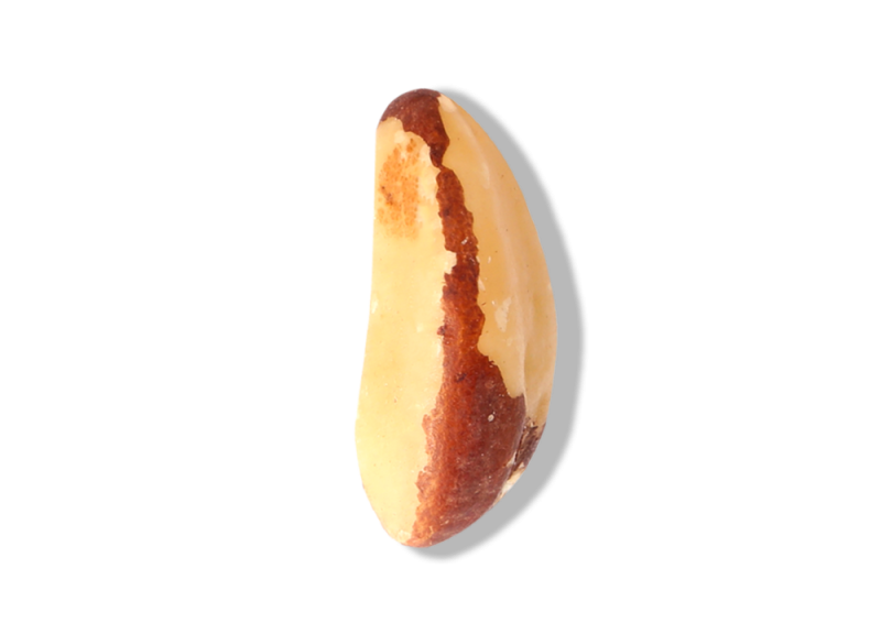 Brazil Nut